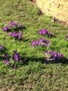 Crocuses in Sanders Park