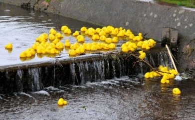 Duck Race - The Weir